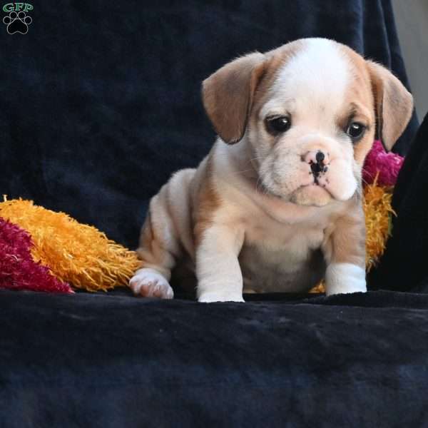 Oliver, Miniature Bulldog Puppy